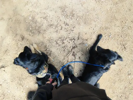 Deux chiens couchés en attente pendant une séance, vus de dessus