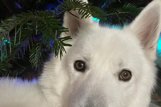 Berger blanc en gros plan, à l'intérieur, devant un sapin décoré