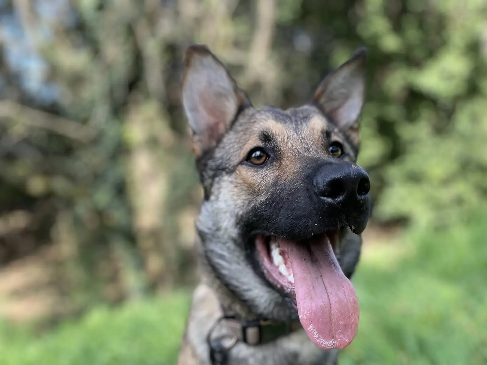 Chien de type berger, robe grise et fauve, assis dans l'herbe, gueule ouverte, laisse attachée à son collier
