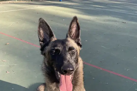 Berger au soleil sur un terrain de sport, gueule ouverte, langue pendante, yeux plissés