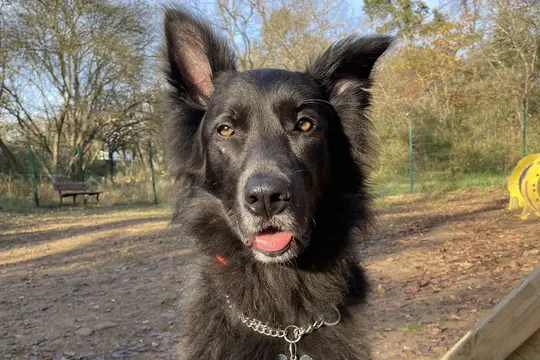 Chien noir assis dans un parc en automne, le regard fixé sur la personne qui le photographie