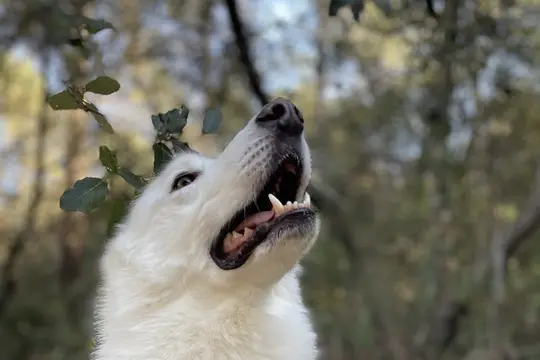 Chien blanc adulte, tête levée et gueule ouverte, près d'un rameau feuillu, en sous-bois