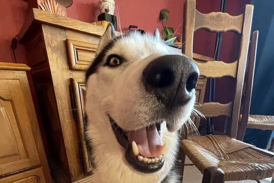 Gros plan d'un chien de type husky noir et blanc, gueule ouverte, devant un buffet et des chaises paillées