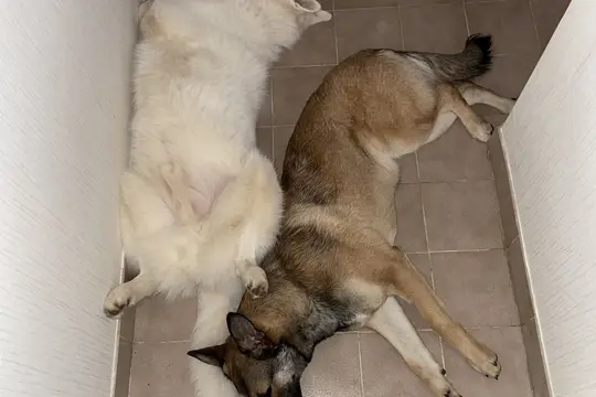 Deux chiens couchés côte à côte sur le carrelage d'un couloir, loin de tout panier