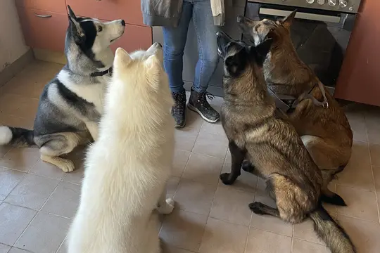 Quatre chiens assis dans une cuisine, tournés vers la personne debout devant eux