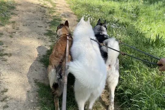 Trois chiens en laisse marchant côte à côte sur un sentier, vus de dos : un fauve, un blanc, un noir et blanc