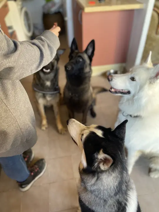 Quatre chiens qui attendent une friandise à l'intérieur de la maison