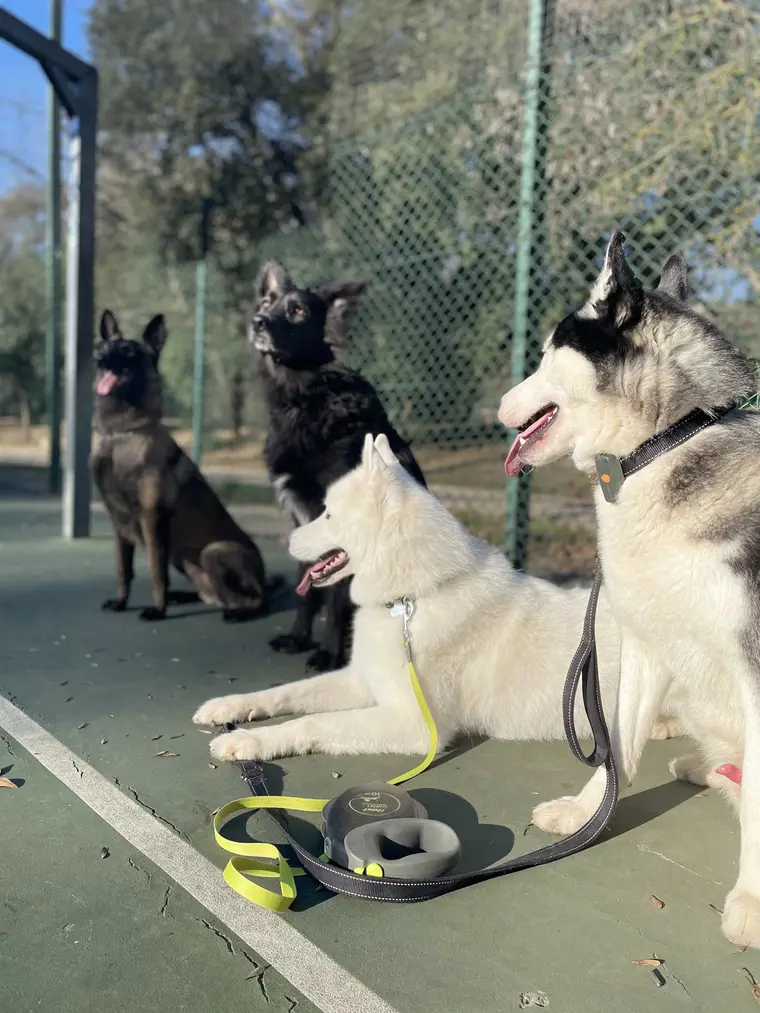 Quatre chiens en attente sur un terrain de sport grillagé, trois assis et un couché, deux laisses accrochées aux colliers