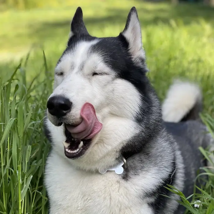 Husky dans l'herbe haute, yeux fermés, en train de se lécher la truffe