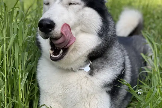 Husky adulte dans l'herbe haute, yeux fermés, en train de se lécher la truffe