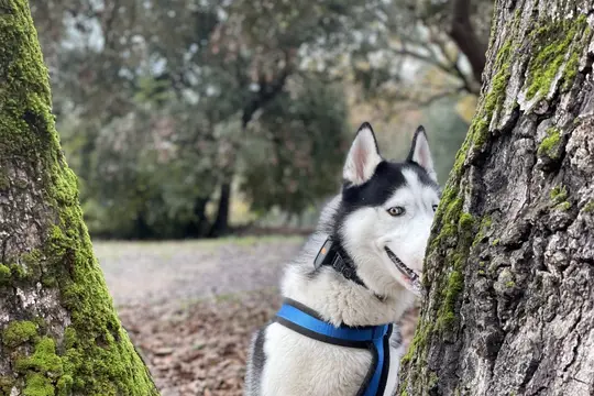 Husky en harnais bleu assis entre deux troncs couverts de mousse, en sous-bois
