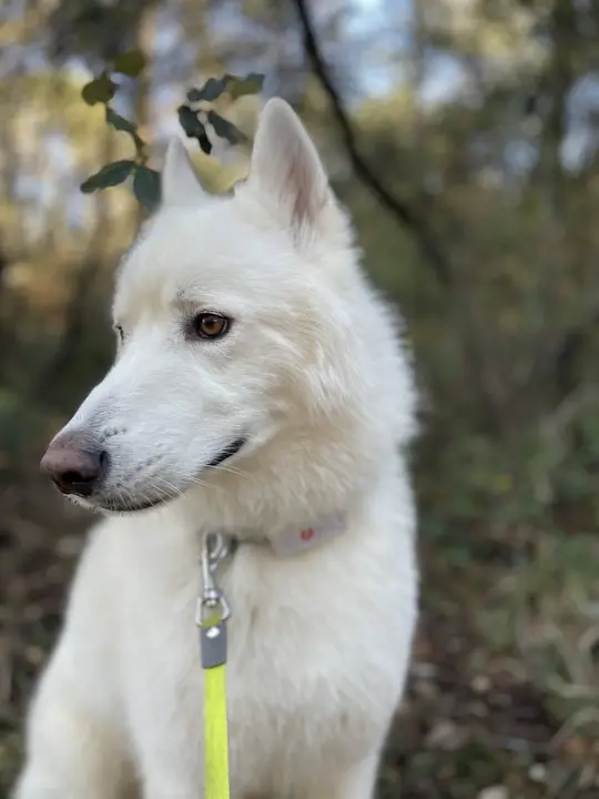 Chien blanc aux oreilles dressées, tête tournée de côté, laisse jaune fluo détendue, en sous-bois