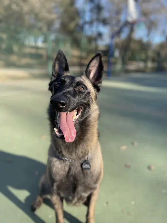 Malinois assis face à la caméra, attentif, gueule ouverte