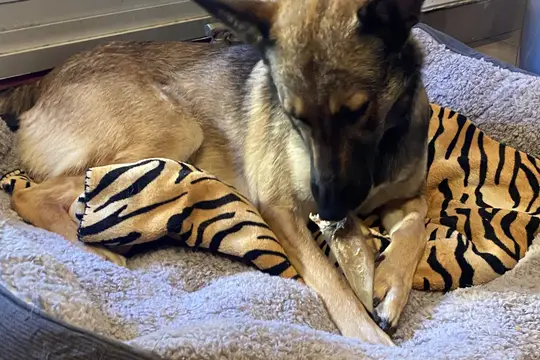 Chien de type berger couché dans son panier, rongeant un bâton à mâcher tenu entre les pattes avant