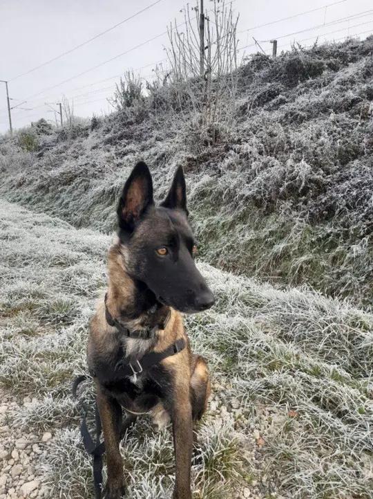 Malinois assis dans l'herbe givrée, harnais, attentif