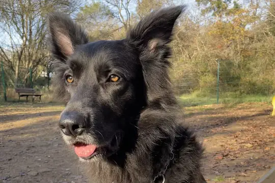 Gros plan d'un chien noir aux oreilles dressées, langue sortie, dans un parc clôturé avec un banc