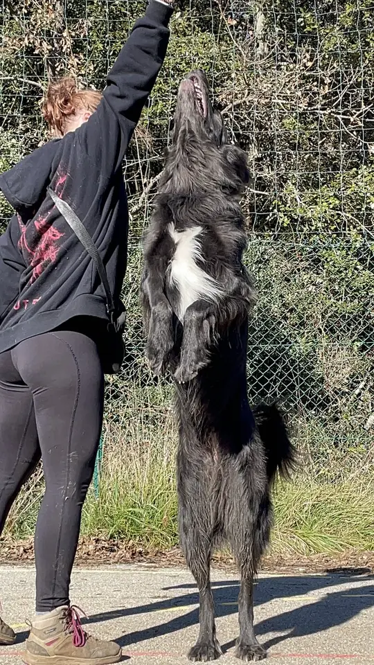 Chien noir dressé sur ses pattes arrière, museau tendu vers le bras levé de Lela pendant un exercice de motivation